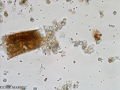 phyto/Bizerte/bizerte_bay/RISCO February 2015/Oocystis sp (ancien Baie_T1-A_oocystis-12).tif(copy)_thumb.jpg